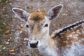 Beautiful young fallow deer in the autumn forest Royalty Free Stock Photo