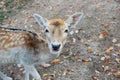 Beautiful young fallow deer in the autumn forest Royalty Free Stock Photo