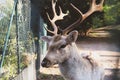 Beautiful young fallow deer in the autumn forest Royalty Free Stock Photo