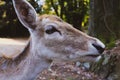 Beautiful young fallow deer in the autumn forest Royalty Free Stock Photo