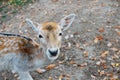 Beautiful young fallow deer in the autumn forest Royalty Free Stock Photo