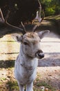 Beautiful young fallow deer in the autumn forest Royalty Free Stock Photo