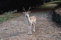 Beautiful young fallow deer in the autumn forest Royalty Free Stock Photo