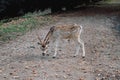 Beautiful young fallow deer in the autumn forest Royalty Free Stock Photo