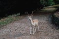 Beautiful young fallow deer in the autumn forest Royalty Free Stock Photo