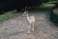 Beautiful young fallow deer in the autumn forest Royalty Free Stock Photo