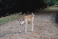 Beautiful young fallow deer in the autumn forest Royalty Free Stock Photo