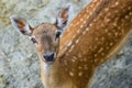 Beautiful young fallow deer Royalty Free Stock Photo