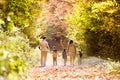 Beautiful young family on a walk in autumn forest.