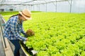 Beautiful young farmer asian woman picking or selecting fresh vegetables salad lettuce as harvesting in hydroponics organic Royalty Free Stock Photo