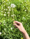 Beautiful young female hand holding dandelion, summer wild field, nature outdoor