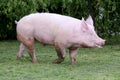 Side view photo of a young domestic pig sow on animal farm summertime Royalty Free Stock Photo