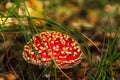 Beautiful young fly agaric hiding in the forest grass