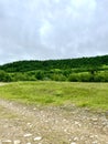 Beautiful young forest. View from a dirt road Web page, screen saver