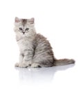 Beautiful Young Furry Kitten on White Background