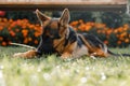 Beautiful young German Shepherd dog lies on the lawn near the house