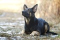 Beautiful young german shepherd dog puppy in spring background