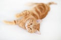 Beautiful young ginger cat. Adorable orange pet. Cute red kitten with classic marble pattern lies isolated Royalty Free Stock Photo