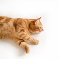 Beautiful young ginger cat looking at copyspace, well-fed and satisfied. Lovely orange pet. Cute red kitten