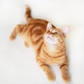 Beautiful young ginger cat looking up at copyspace. Adorable orange pet. Cute tabby red kitten lies isolated Royalty Free Stock Photo