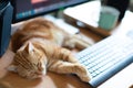 Beautiful young ginger cat well-fed and satisfied sleeps at home working place on keypad. Cute tabby red kitten lies on table.