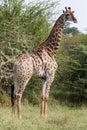 Beautiful young giraffe standing tall