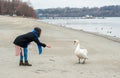 Beautiful young girl in the black coat feeding the swan on the beach near river or lake water in the cold winter weather, animal f Royalty Free Stock Photo