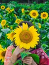 Beautiful young girl enjoying nature on the field of sunflowers. Girl in park smiling and covering face with sunflower. Royalty Free Stock Photo