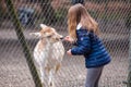 beautiful young girl feeding a fawn in a zoo Royalty Free Stock Photo