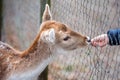 beautiful young girl feeding a fawn in a zoo Royalty Free Stock Photo