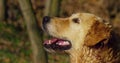 Super cute golden retriever enjoying sun after swimming in a lake.