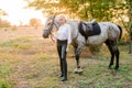 Beautiful young girl with light hair in uniform competition hugs her horse : outdoors portrait on sunny day on sunset Royalty Free Stock Photo