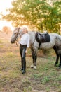 Beautiful young girl with light hair in uniform competition hugs her horse : outdoors portrait on sunny day on sunset Royalty Free Stock Photo