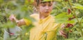 Beautiful young girl picking redcurrant outdoors in the garden. Selective focus. Agriculture, health, bio food concept