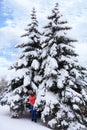 A beautiful young girl walks in the woods near tall and slender snow-covered fir trees Royalty Free Stock Photo