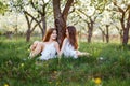 Beautiful young girls in white dresses in the garden with apple trees blosoming at the sunset. two friends hugging Royalty Free Stock Photo