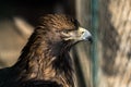 Beautiful young golden eagle,with totaly unconfidential look in his eyes , bravely and proudly observes and preserves the