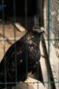 Beautiful young golden eagle,with totaly unconfidential look in his eyes , bravely and proudly observes and preserves the