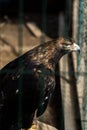 Beautiful young golden eagle,with totaly unconfidential look in his eyes , bravely and proudly observes and preserves the