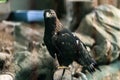 Beautiful young golden eagle,with totaly unconfidential look in his eyes , bravely and proudly observes and preserves the