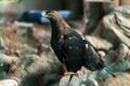 Beautiful young golden eagle,with totaly unconfidential look in his eyes , bravely and proudly observes and preserves the