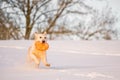 A beautiful young Golden Retriever dog playing with a frisbee Royalty Free Stock Photo