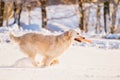 A beautiful young Golden Retriever dog playing with a frisbee Royalty Free Stock Photo