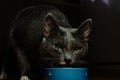 Beautiful young gray cat with green eyes eating from a bowl Royalty Free Stock Photo