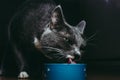 Beautiful young gray cat with green eyes eating from a bowl Royalty Free Stock Photo