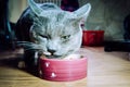 Beautiful young gray cat with green eyes eating from a bowl Royalty Free Stock Photo