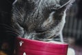 Beautiful young gray cat with green eyes eating from a bowl Royalty Free Stock Photo