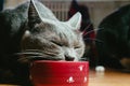 Beautiful young gray cat with green eyes eating from a bowl Royalty Free Stock Photo