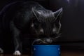 Beautiful young gray cat with green eyes eating from a bowl Royalty Free Stock Photo