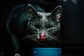 Beautiful young gray cat with green eyes eating from a bowl Royalty Free Stock Photo